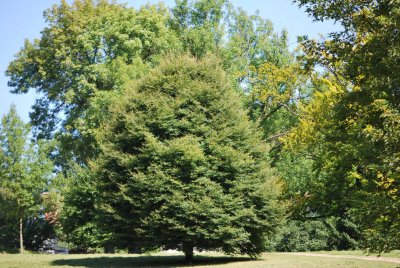 Fagus sylvatica 'Asplenifolia' - buk lesní - letní habitus (118)